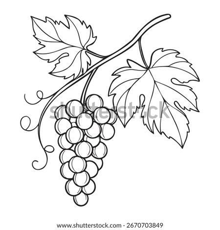 Hand drawn sketch of a grape cluster with leaves and vine