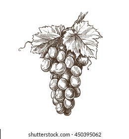 hand drawn sketch of grapevine on a white background