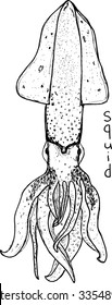 Hand drawn sketch graphics squid with lettering vector