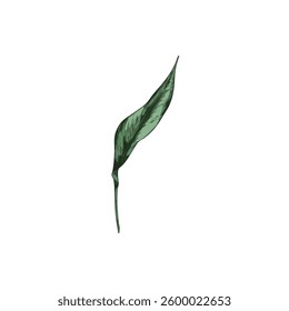 Hand drawn sketch of green leaf of turmeric plant, Vector. Botanical watercolor illustration. Organic ingredient. Vintage style. Element for design and decor. Isolated background.