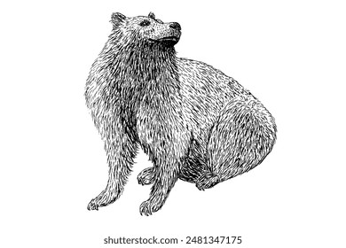 Hand drawn sketch of grizzly bear isolated on white background . Vector illustration