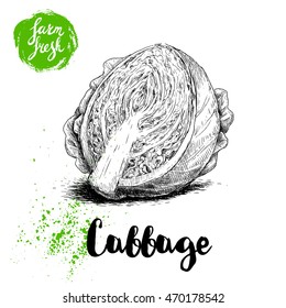 Hand drawn sketch half cut of cabbage. Fresh farm vegetables vector illustration.