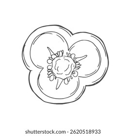 Hand drawn sketch half pepper. Pepper cut in half isolated on white background