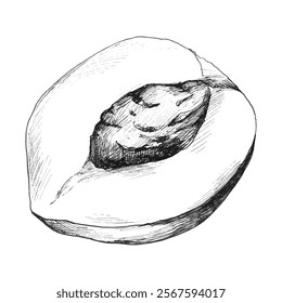 Hand drawn sketch of half a ripe peach with a pit. Vector illustration of fruits in graphics