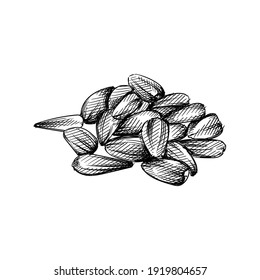 Hand drawn sketch of a handful of sunflower seeds on a white background. Sunflower seed. Sunflower. 