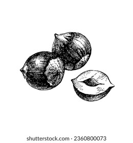 Hand drawn sketch hazelnut nut vector isolated illustration
