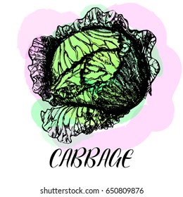 Hand drawn sketch of headed cabbage. Vector illustration.