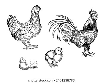 Esbozo dibujado a mano de gallina, gallo y polluelo, animales de granja. Vacaciones de Pascua. Ilustración vectorial. El dibujo está aislado en un fondo blanco. Elemento vintage.