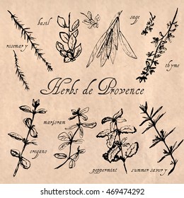 Hand drawn sketch of herbs de Provence. Black and white style. Rosemary, basil, thyme, sage, peppermint, summer savory, marjoram, oregano labels. Paper background.