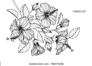 Hand drawn and sketch Hibiscus flower. Black and white with line art illustration.