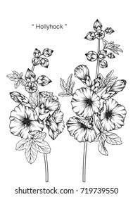 Hand drawn and sketch Hollyhock flower. Black and white with line art illustration.