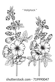 Hand drawn and sketch Hollyhock flower. Black and white with line art illustration.