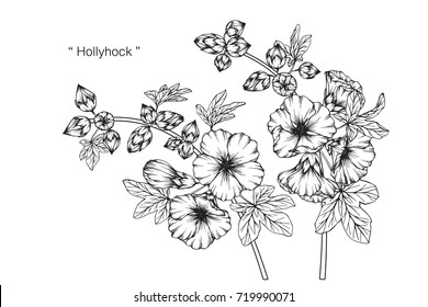 Hand drawn and sketch Hollyhock flower. Black and white with line art illustration.