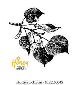 Hand drawn sketch honey background. Vintage vector illustration of linden flowers