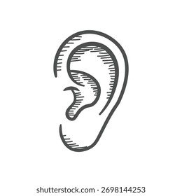  Hand drawn Sketch of a Human Ear