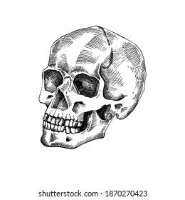 Hand drawn sketch human skull. Black graphic art isolated on white background. Three-quarter head view. Engraving style. Vector illustration