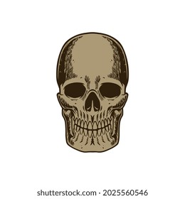 Hand drawn sketch of human skull vintage engraved style isolated on white background. Vector illustration for posters, decoration and print. Detailed old retro woodcut style drawing