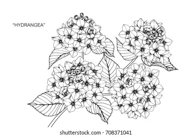 Hand drawn and sketch Hydrangea flower. Black and white with line art illustration.