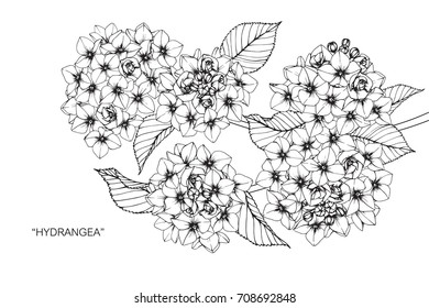 Dibujo a mano y dibujo la flor Hydrangea. Blanco y negro con ilustración de arte lineal.