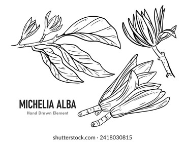 Hand Drawn Sketch Illustration of blooming Champaka flower with leaves, flower buds, tree flowers on White Background. Scientific name Michelia alba. simple sketch. black and white line art. black ink