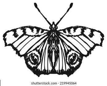 hand drawn, sketch illustration of butterfly