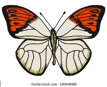 hand drawn, sketch illustration of butterfly