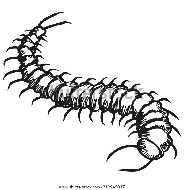 Hand Drawn Sketch Illustration Centipede Stock Vector (Royalty Free ...