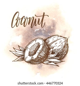 Hand drawn sketch illustration of coconuts on color watercolor background. Vector illustration. 