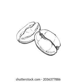 Hand drawn sketch, Illustration Coffee beans on white background, outline monochrome ink style for artwork, logo, packaging vector.