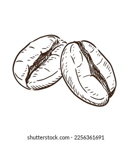 Hand drawn sketch, Illustration Coffee beans on 
white background, outline monochrome ink style 
for artwork, logo, packaging vector.