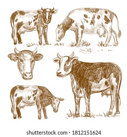 Hand drawn sketch illustration of a cow. Healthy food concept, milk