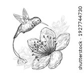 Hand drawn sketch illustration with cute hummingbird bird and beautiful flowers on white background