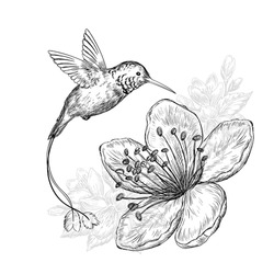 Illustration Dessinée à La Main Avec Joli Colibri Et Belles Fleurs Sur Fond Blanc