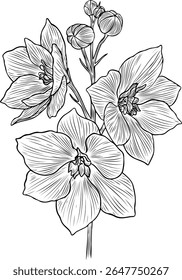 Desenho desenhado à mão ilustração de uma flor de delfinio em estilo de contorno. Planta florida perene com inflorescência. Vetor botânico detalhado para impressão, educação, decoração, gravação