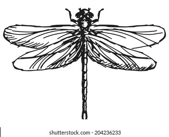 hand drawn, sketch illustration of dragonfly