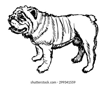 hand drawn, sketch illustration of english bulldog