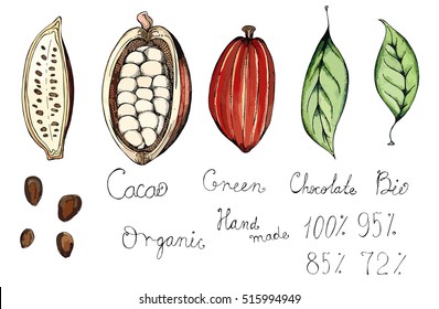 Hand drawn sketch illustration of the fruit of the tree of chocolate, cocoa beans, leaves and lettering chocolate, organic, green, bio, hand made colored vector set