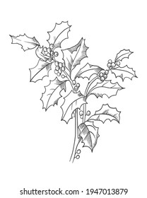 Hand drawn sketch Illustration of Holly tree