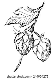 hand drawn, sketch illustration of hop