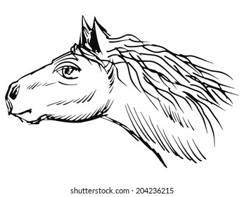 hand drawn, sketch illustration of horse