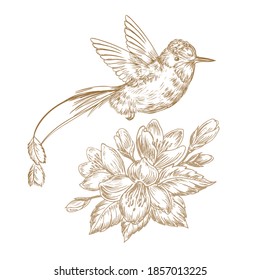 Hand drawn sketch illustration with hummingbird bird and beautiful flowers on white background isolated