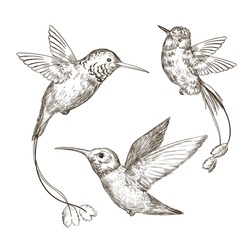 Hand Drawn Sketch Illustration With Hummingbirds Collection On A White Background