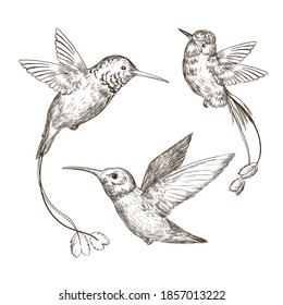 Hand drawn sketch illustration with hummingbirds collection on a white background