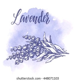 Hand drawn sketch illustration of lavender flowers on color watercolor background. Vector illustration. 