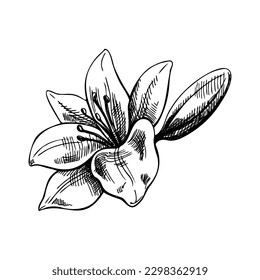 Hand drawn sketch illustration of lily. Vector  tattoo design element. Vintage illustration.