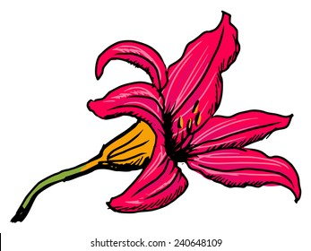 hand drawn, sketch illustration of lily