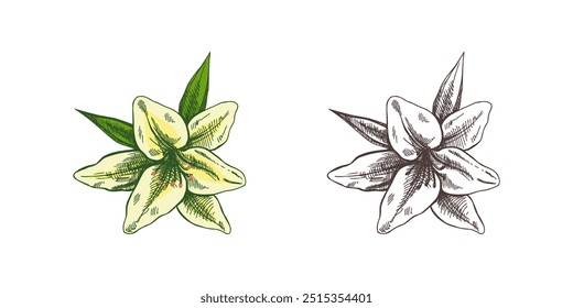 Hand drawn sketch illustration of lily. Vector tattoo design element. Vintage illustration.