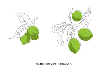 Hand drawn sketch illustration of lime hanging on branch with leaves, artistic grphic, combination of line with color style