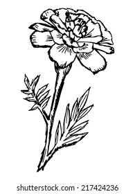 hand drawn, sketch illustration of marigold