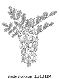 Hand Drawn Sketch Illustration Of Mountain Laurel Flower